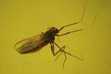 Fossil Fly (Diptera) In Flawless Baltic Amber #73336-1